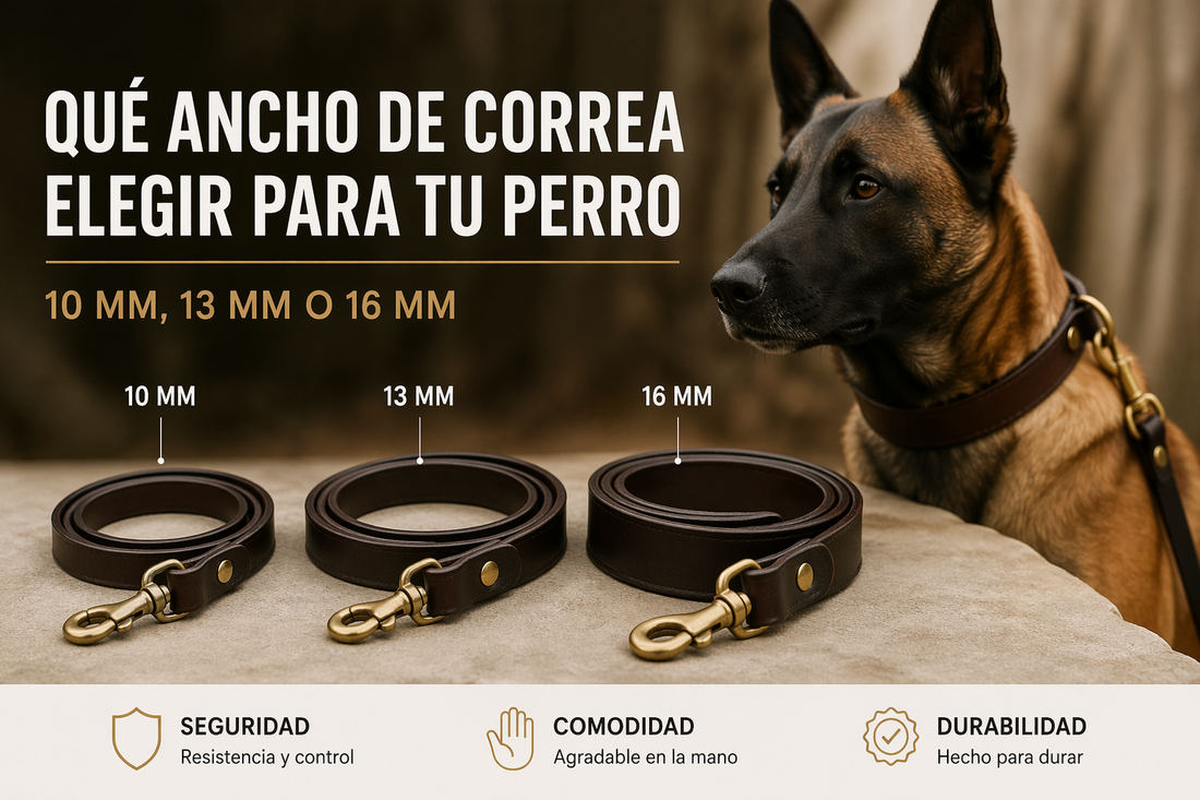 Qué ancho de correa elegir para tu perro (10 mm, 13 mm o 16 mm)
