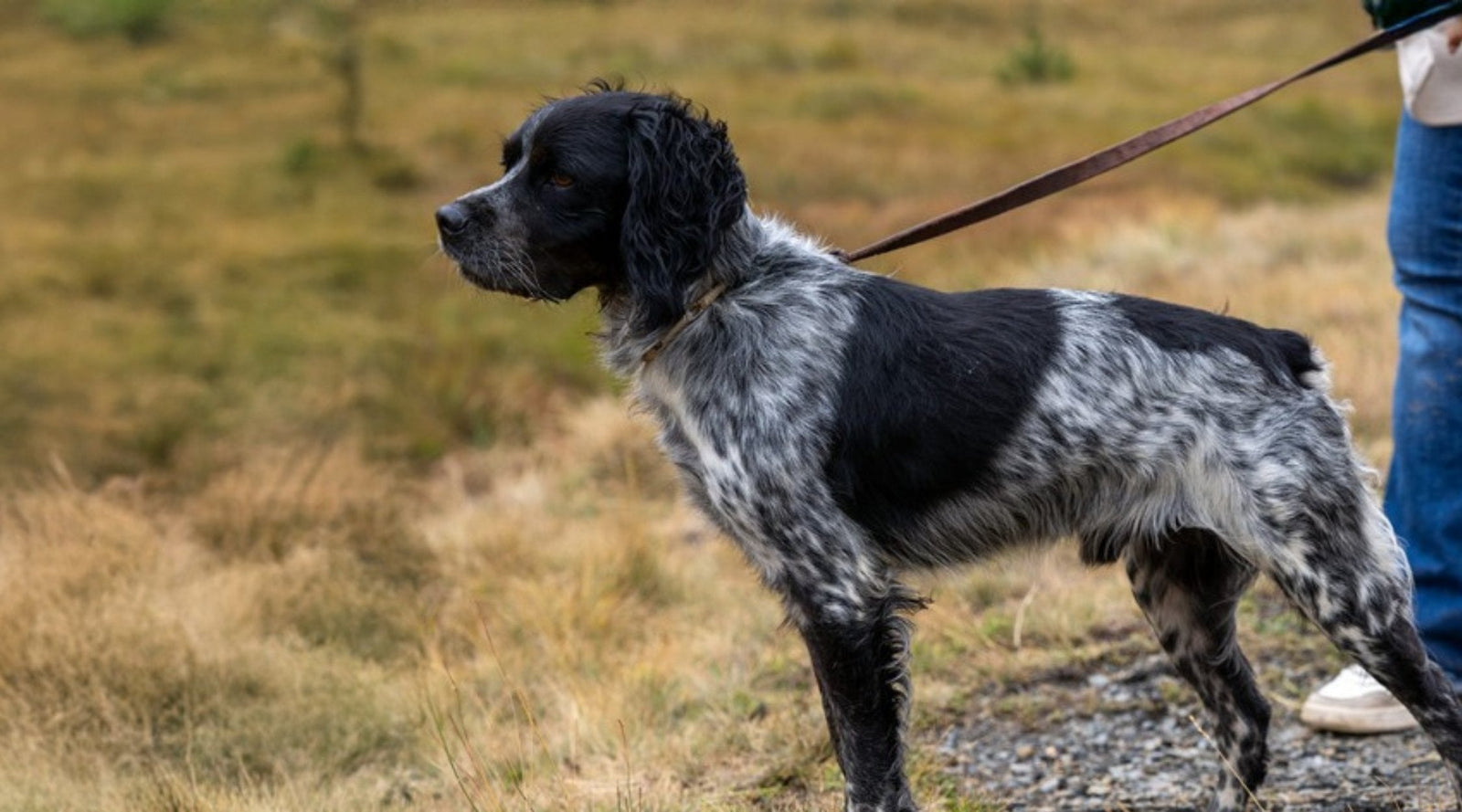 ¿Por qué elegir una correa de cuero para perros?