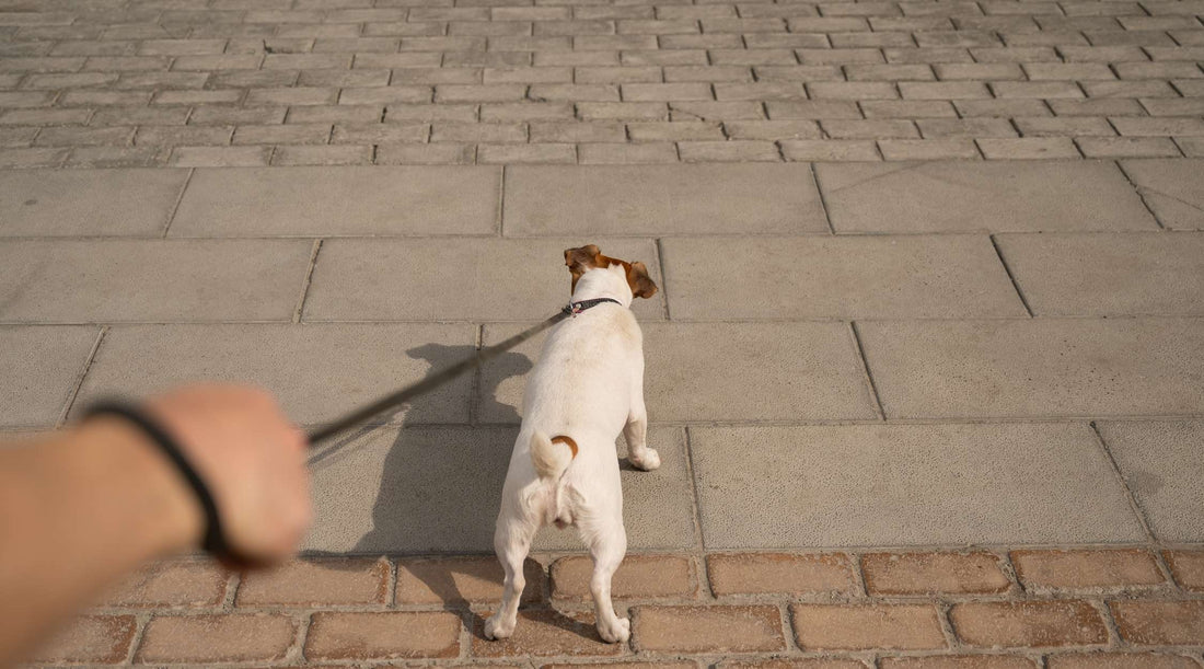 ¿Qué correa escoger para un perro que tira mucho?