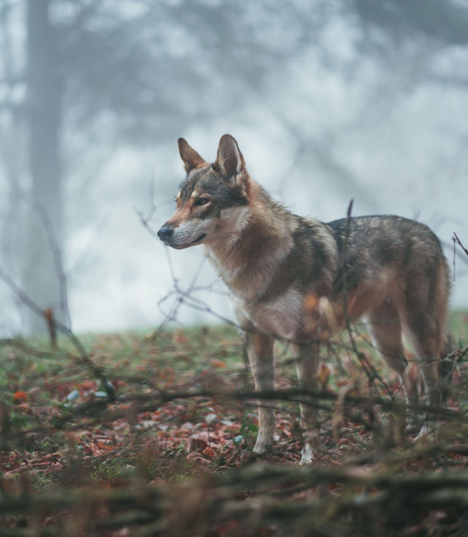 Pienso Natural para Perros