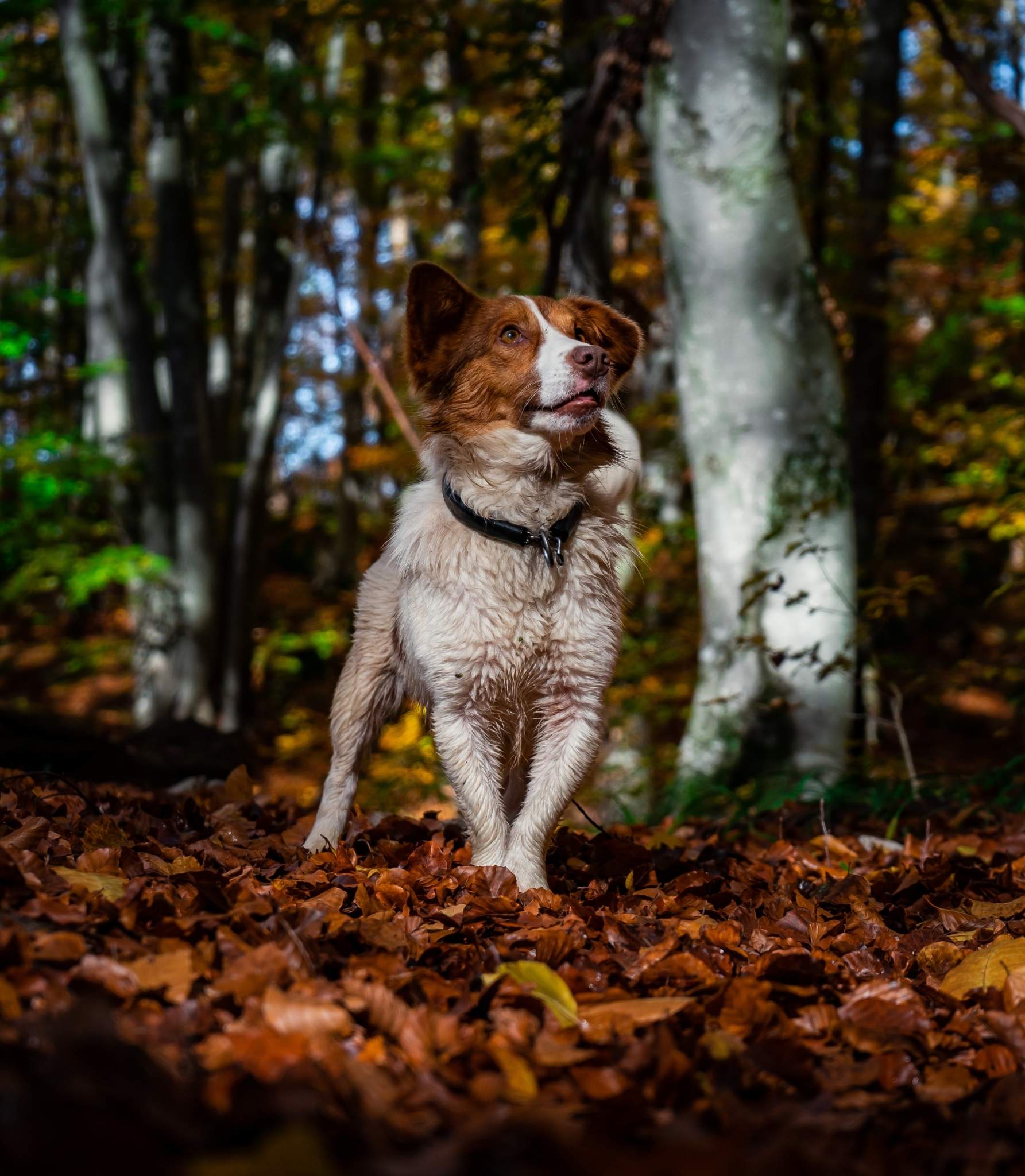 Comida húmeda para perros