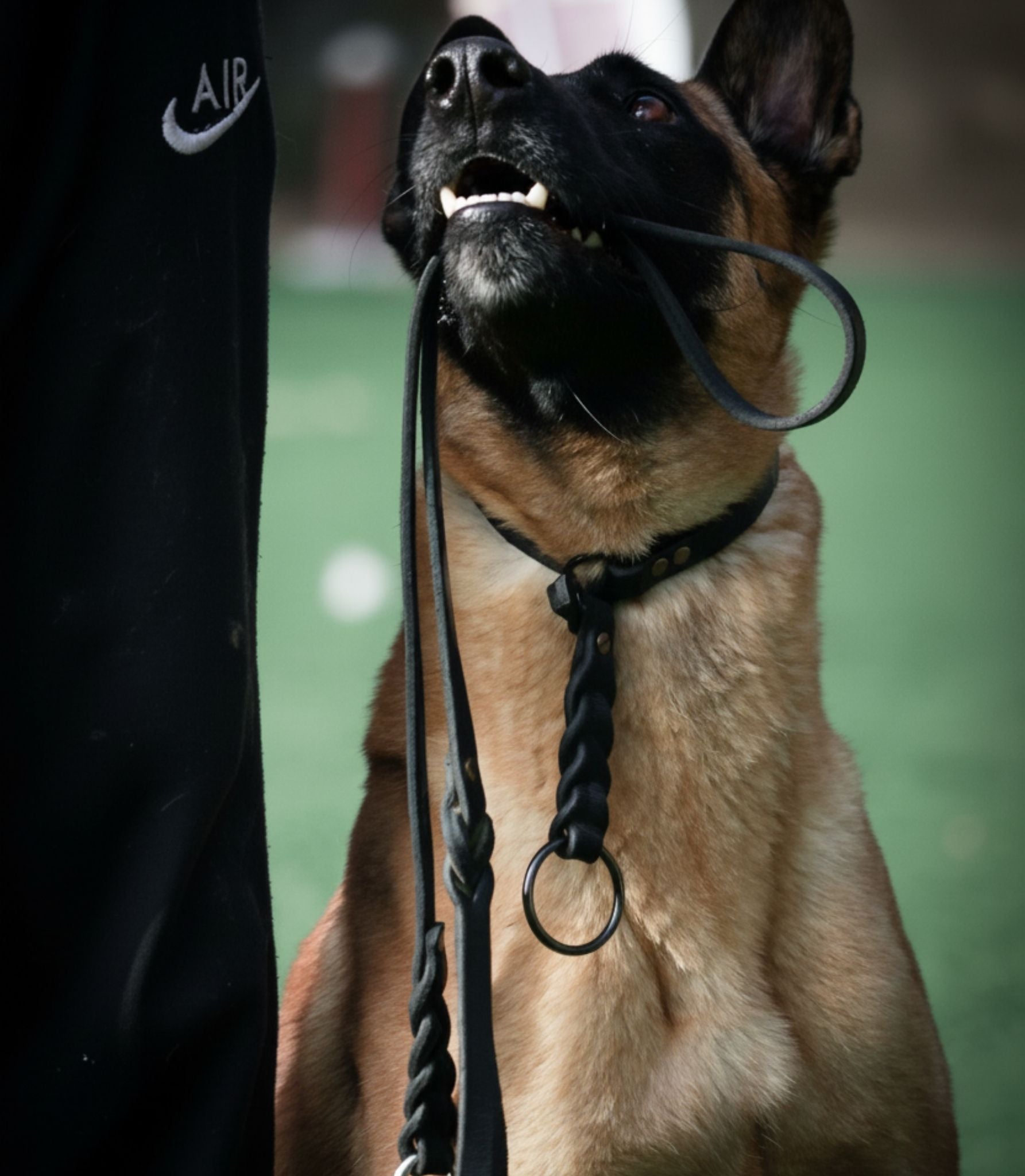 Collares para Perros de alta calidad