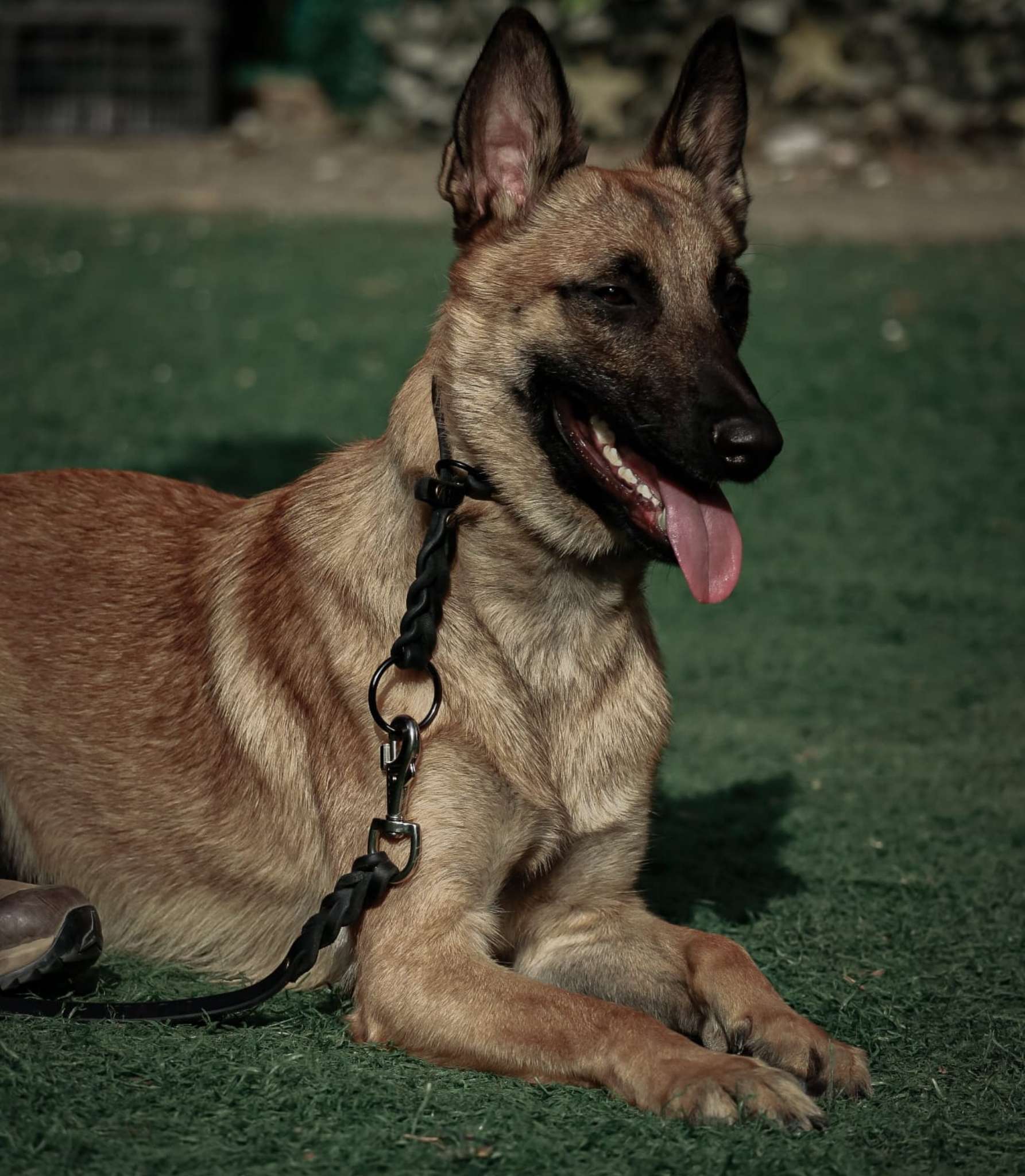 Educación y Adiestramiento Canino