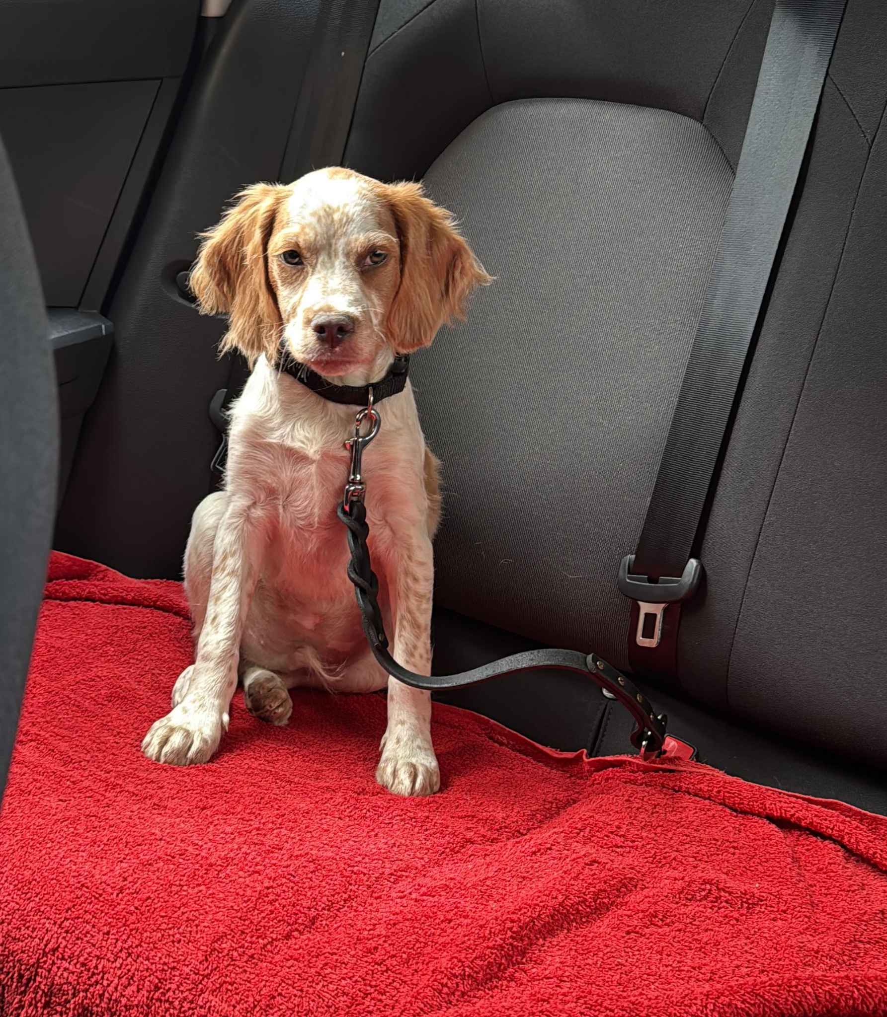 Cinturones de Seguridad para Perros