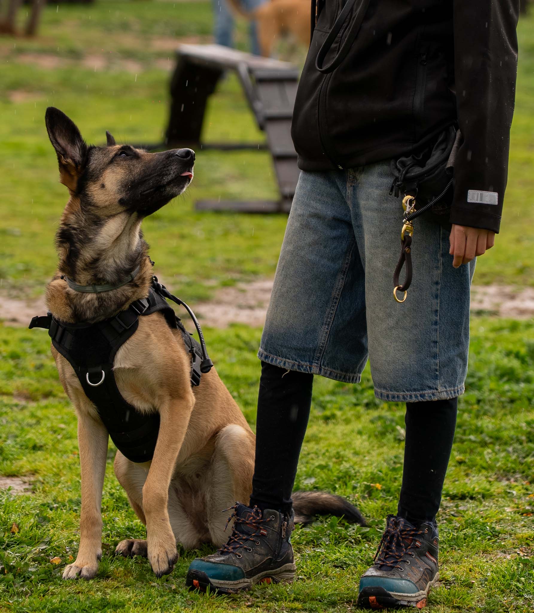 correa de adiestramiento pastor belga mallinois