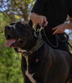 Collar Premium para Perros Nuvik Titan Heritage