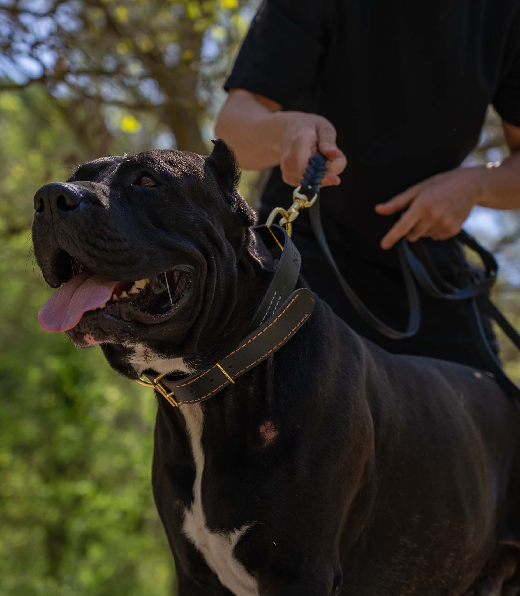 Collar Premium para Perros Nuvik Titan Heritage