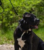 Collar Premium para Perros Nuvik Titan Heritage