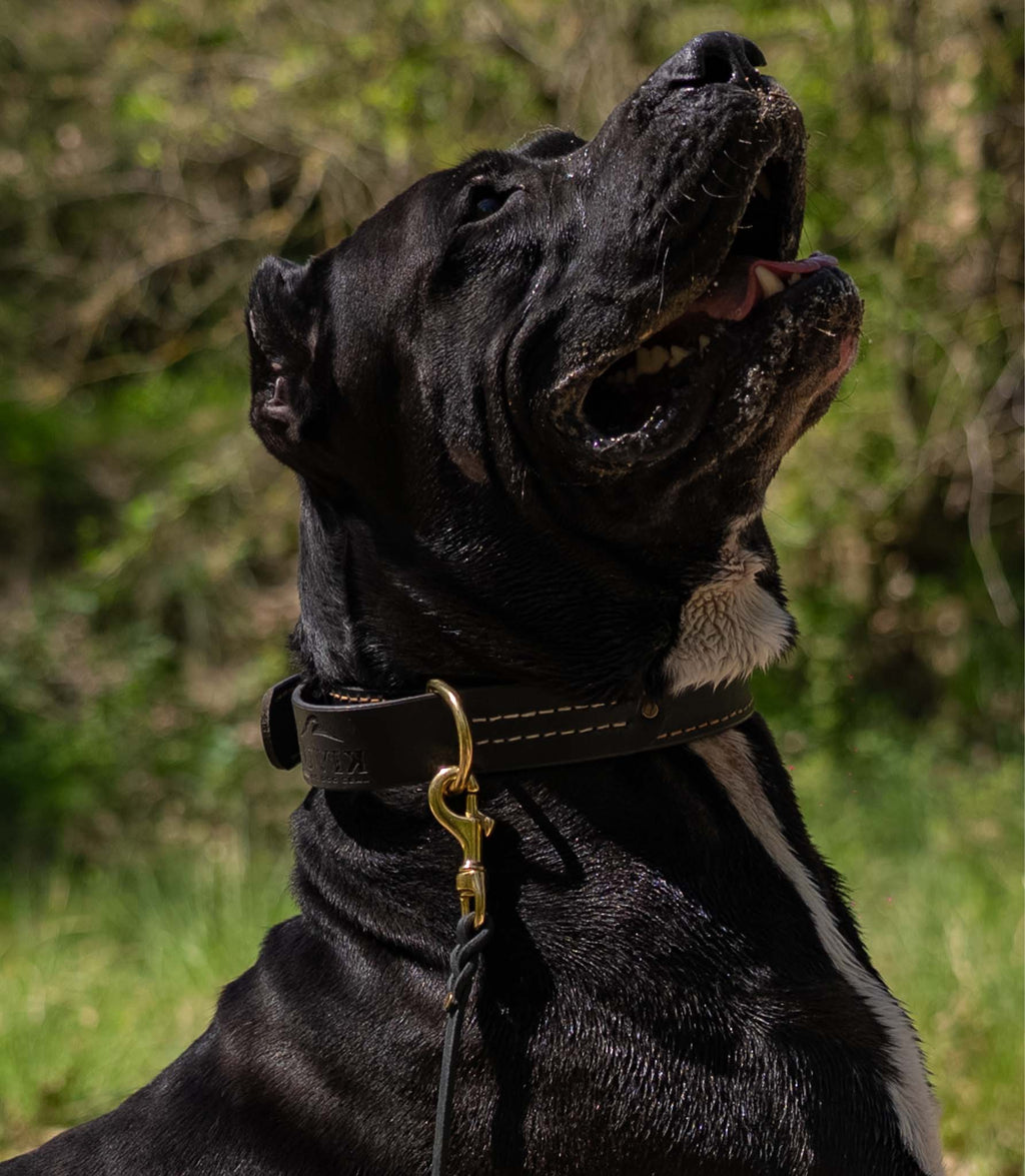 Collar Premium para Perros Nuvik Titan Heritage