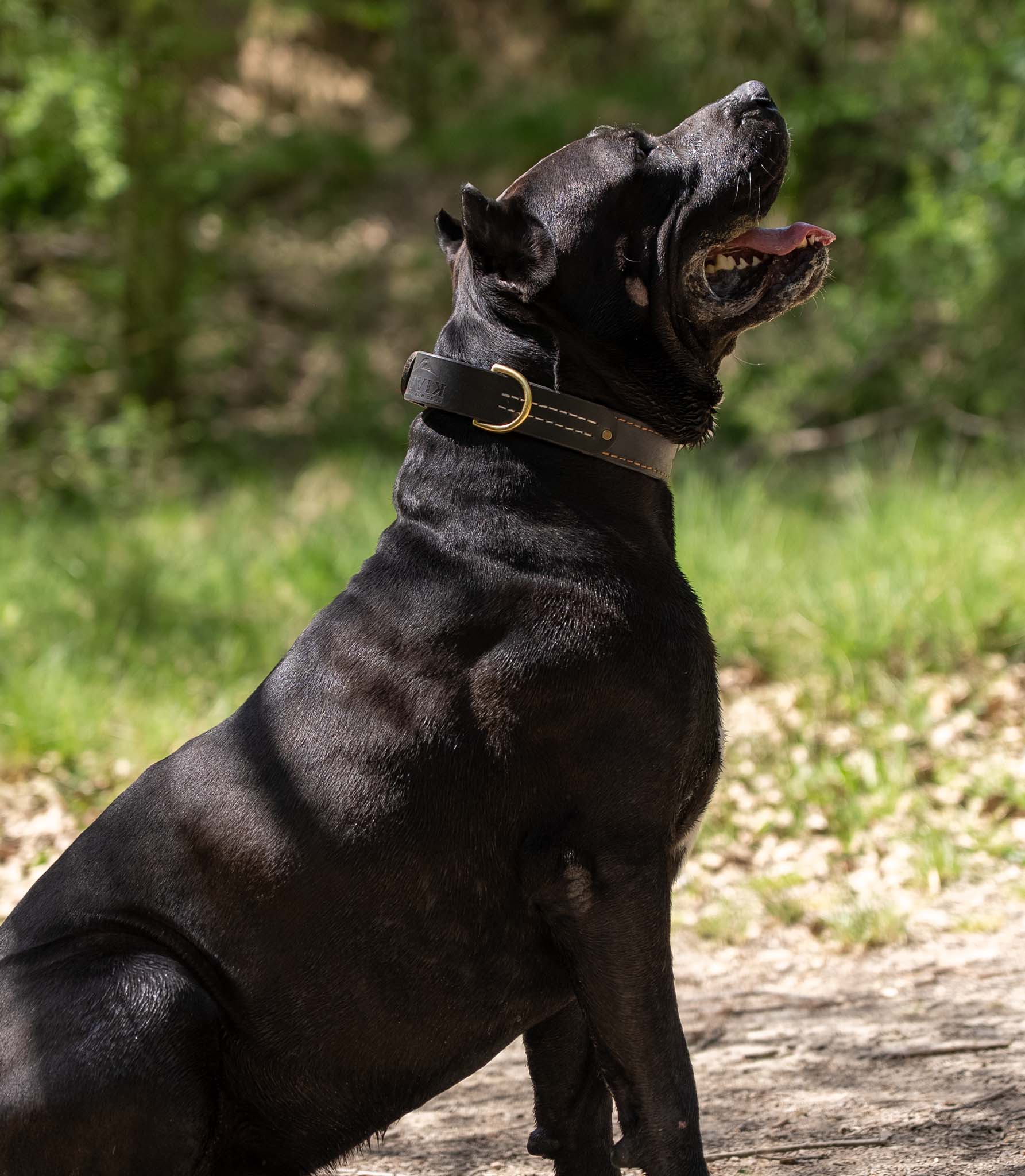 Collar Premium para Perros Nuvik Titan Heritage