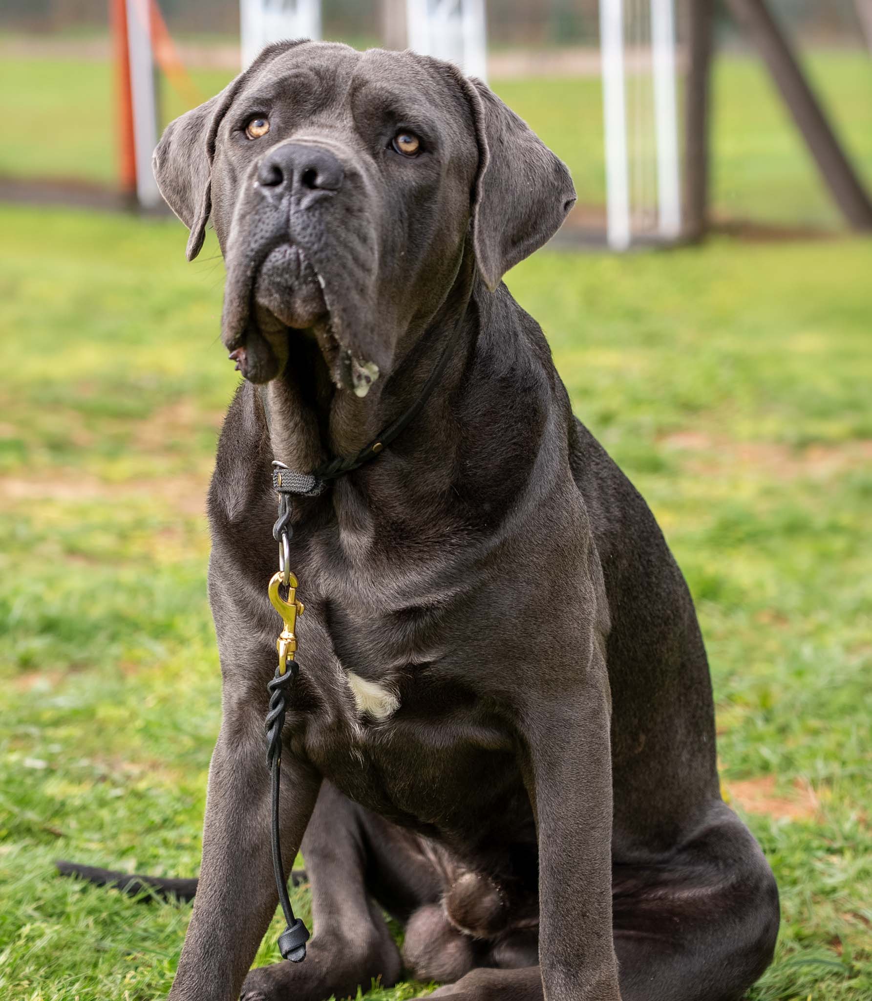 Cane Corso 