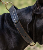 Collar Premium para Perros Nuvik Titan Heritage