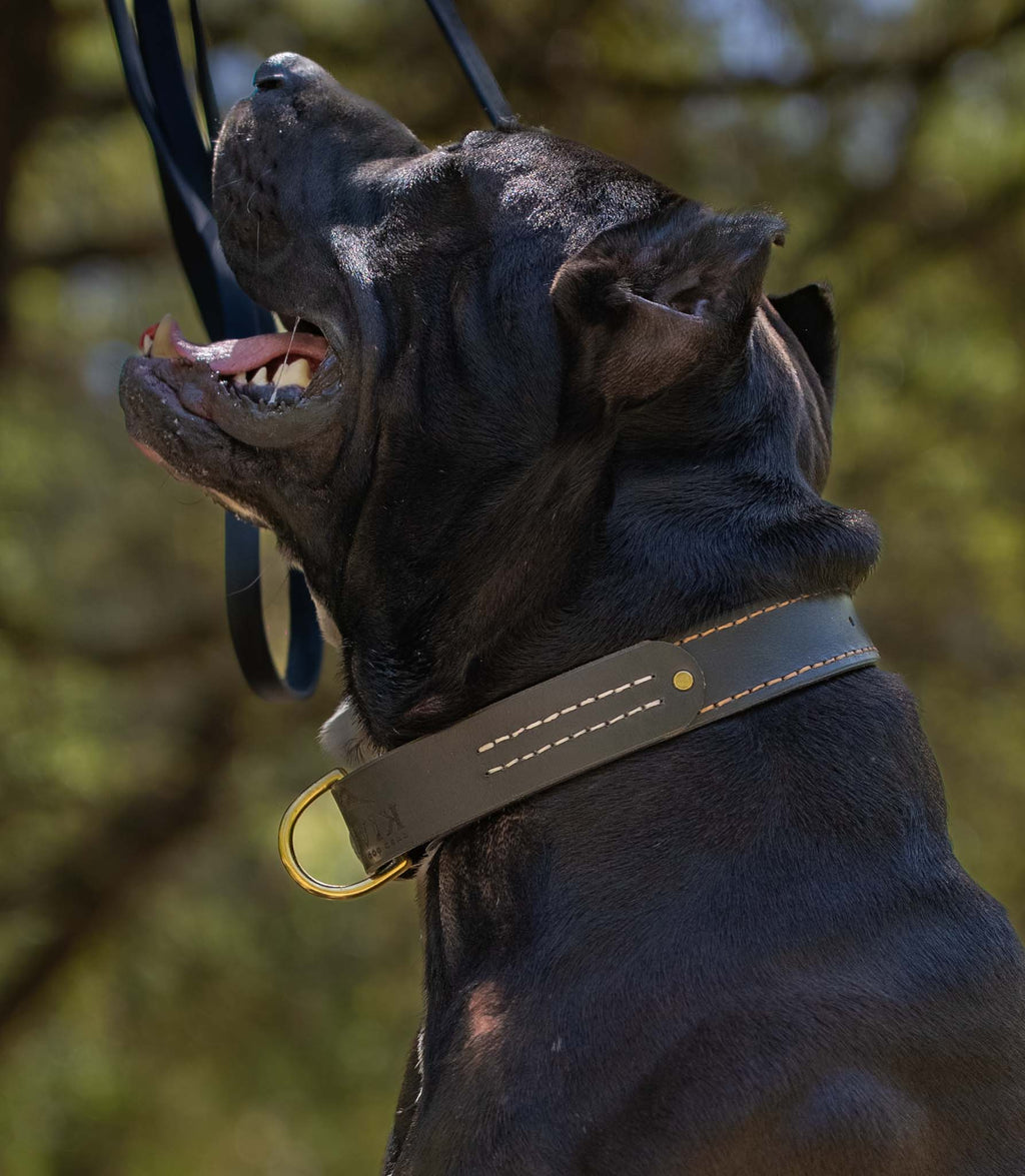 Collar Premium para Perros Nuvik Titan Heritage