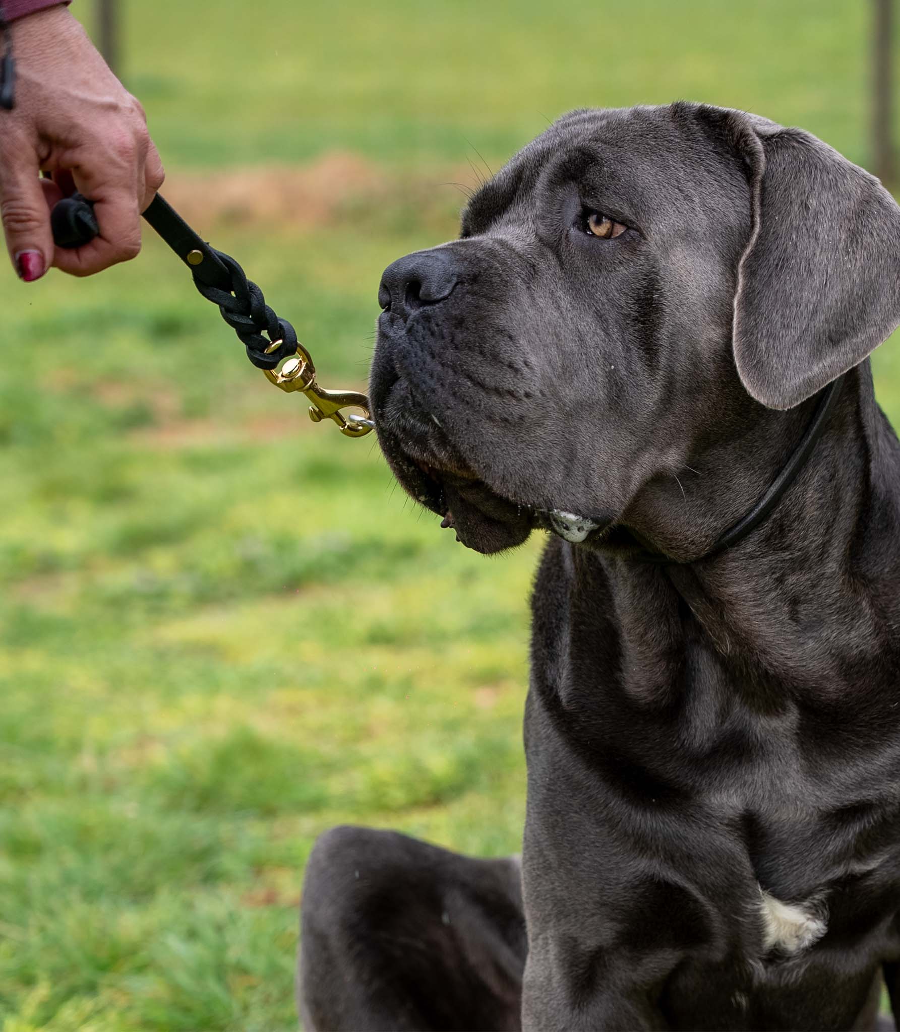 Cane Corso con correa de adiestramiento