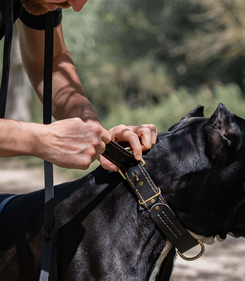 Collar Premium para Perros Nuvik Titan Heritage