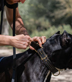Collar Premium para Perros Nuvik Titan Heritage