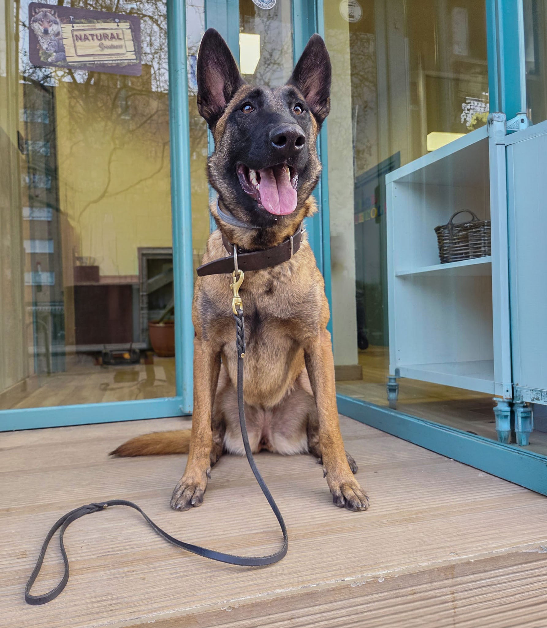 pastor belga malinois, correa de cuero nuvik classic