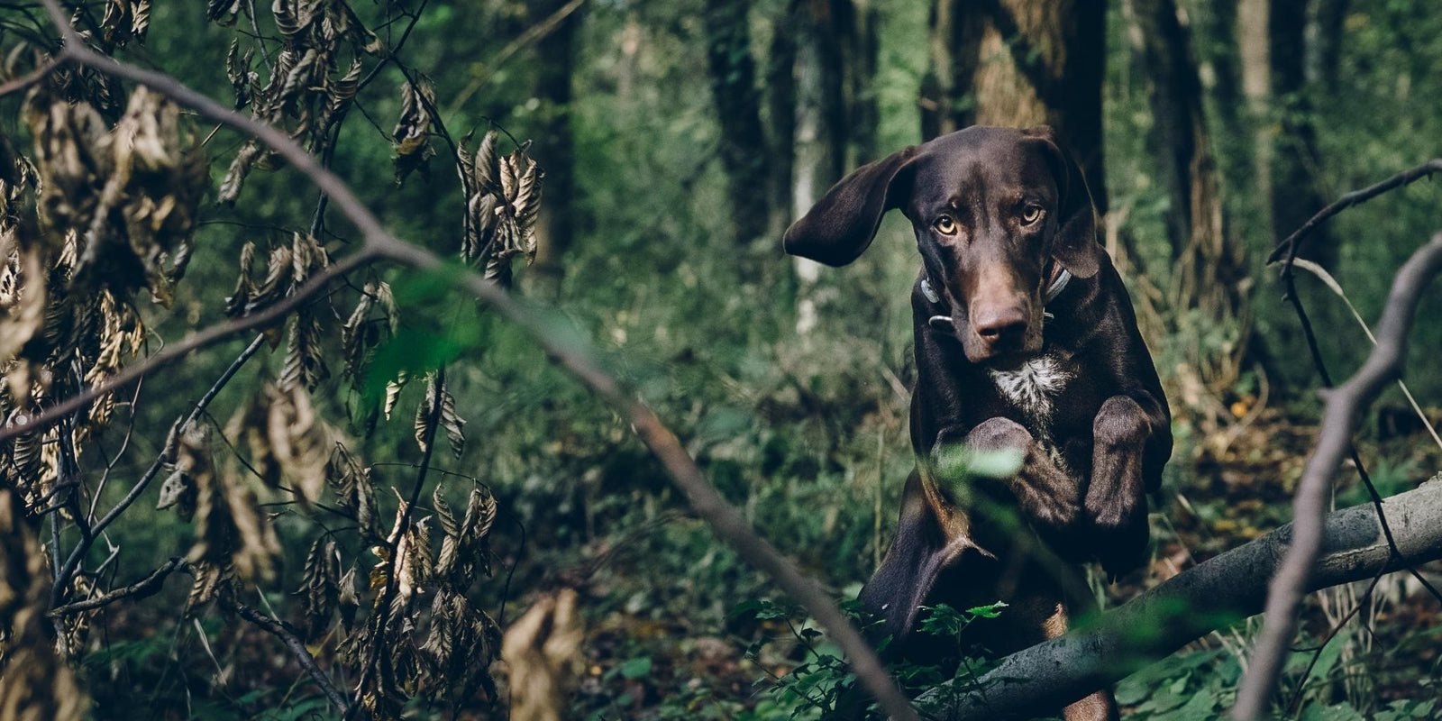 Perro en el bosque cazando