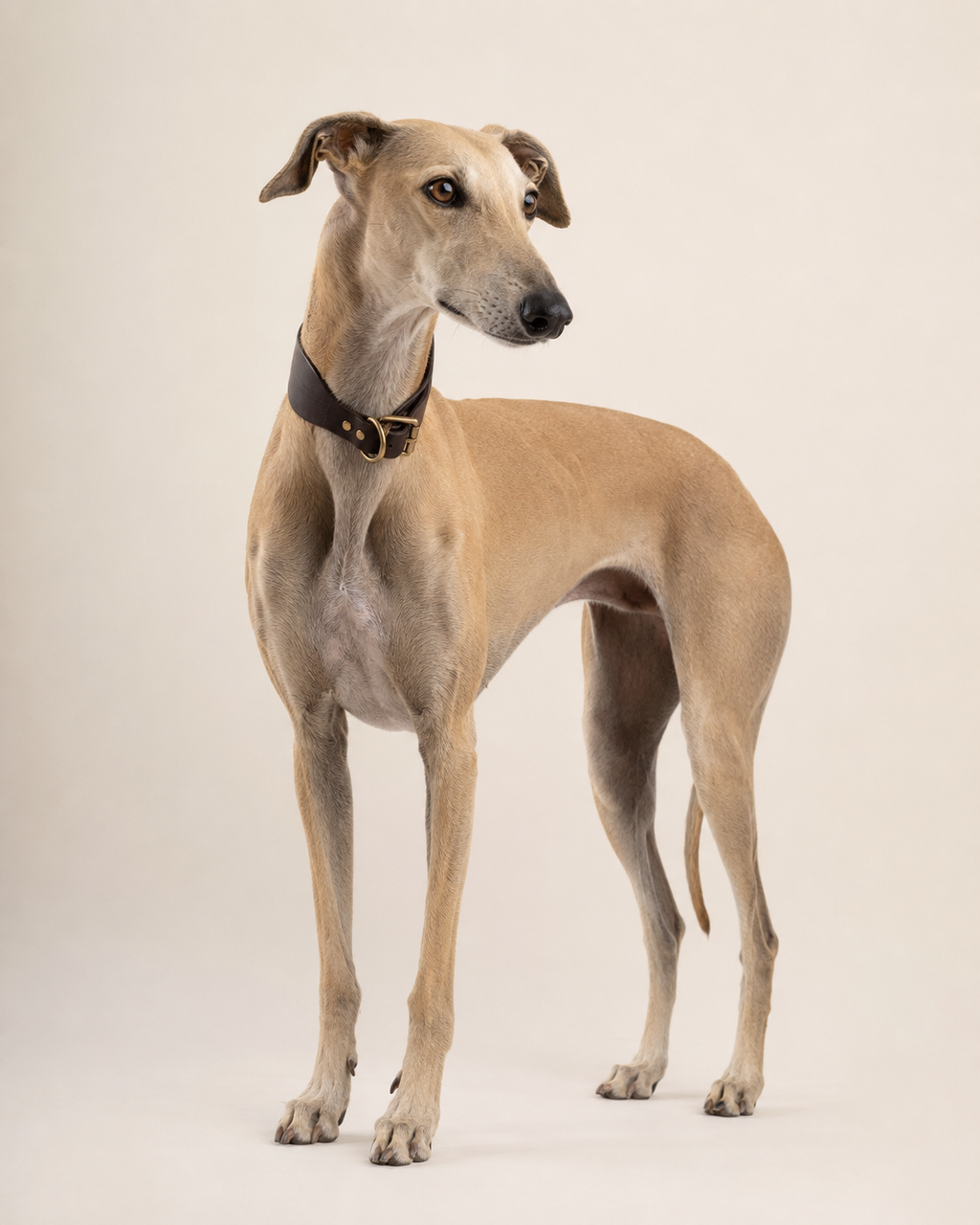 Nuvik Classic ESPECIAL GALGO collar premium de cuero para galgos