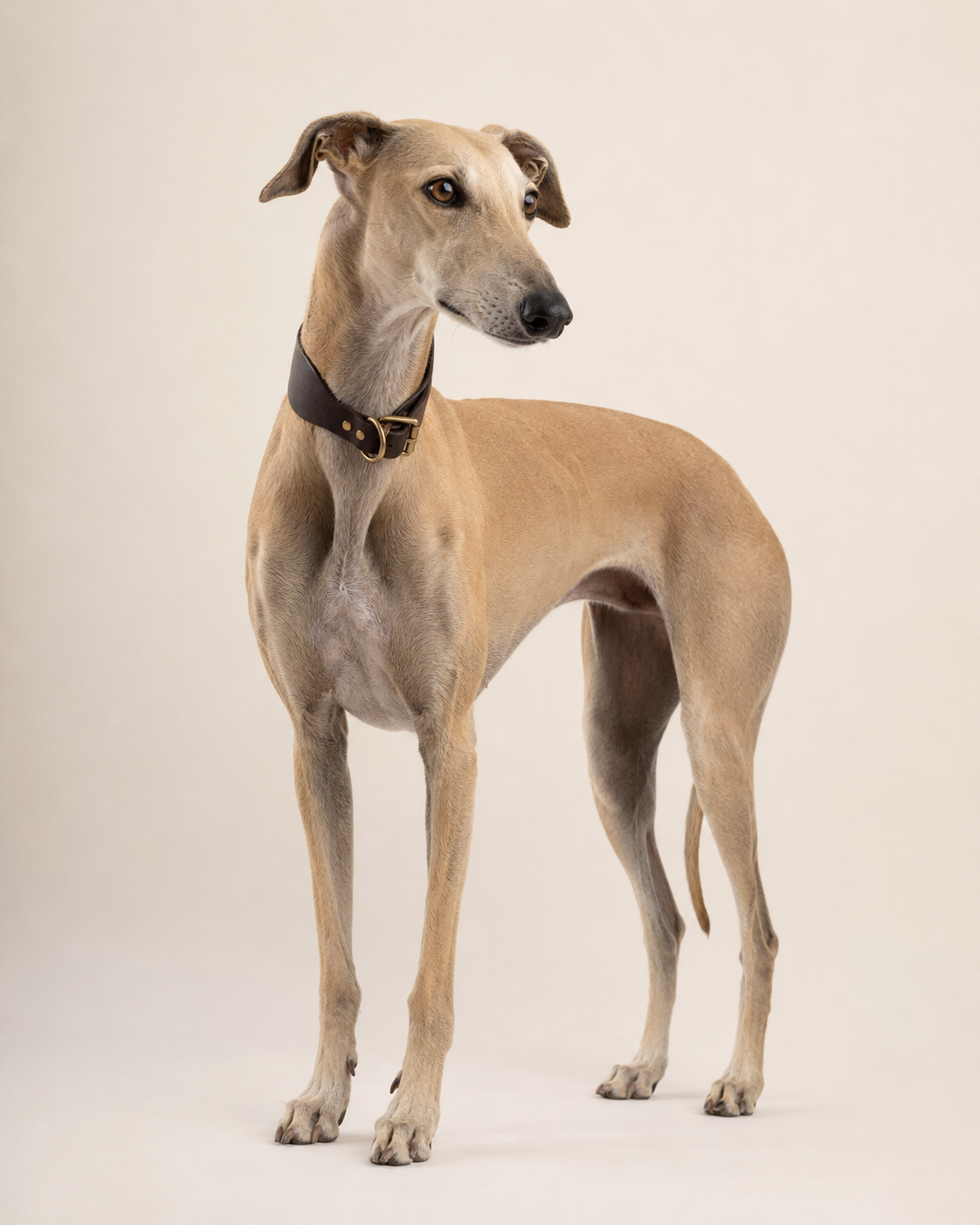Nuvik Classic ESPECIAL GALGO collar premium de cuero para galgos