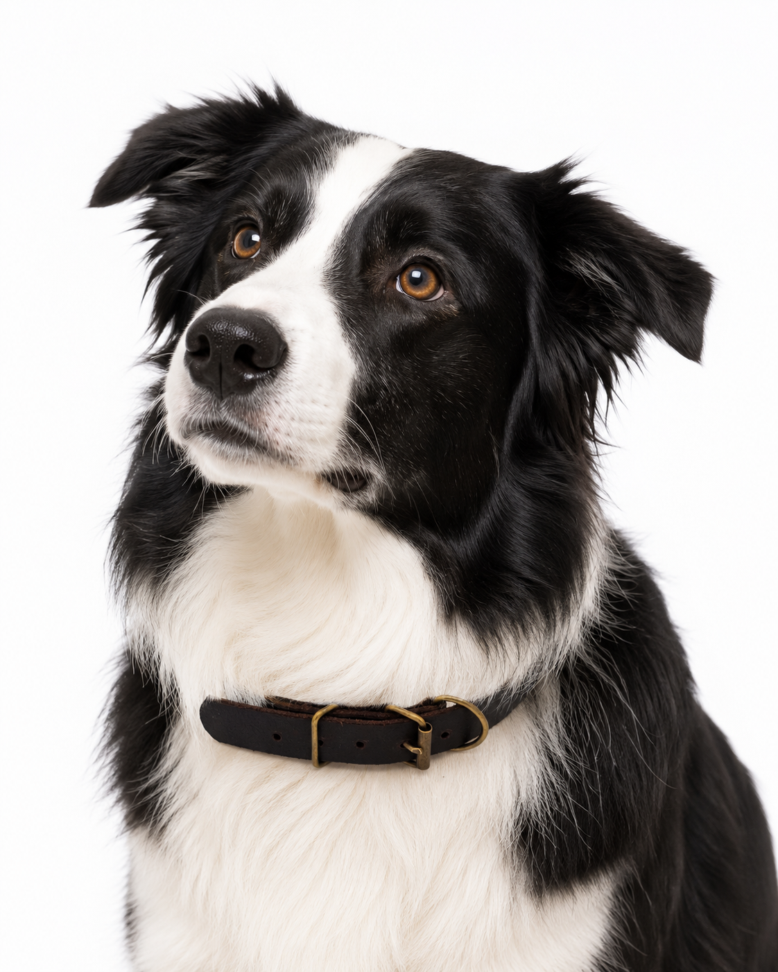 Collar para Perros Nuvik Classic