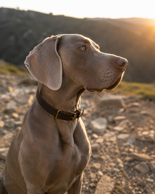 Collar para Perros Nuvik Classic