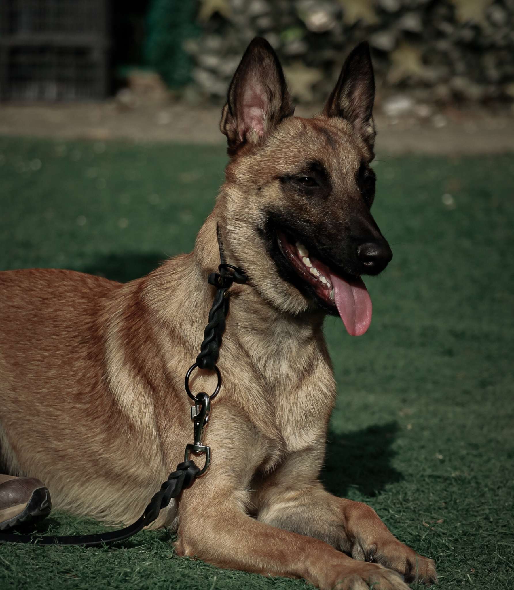 mallinois con collar para perros