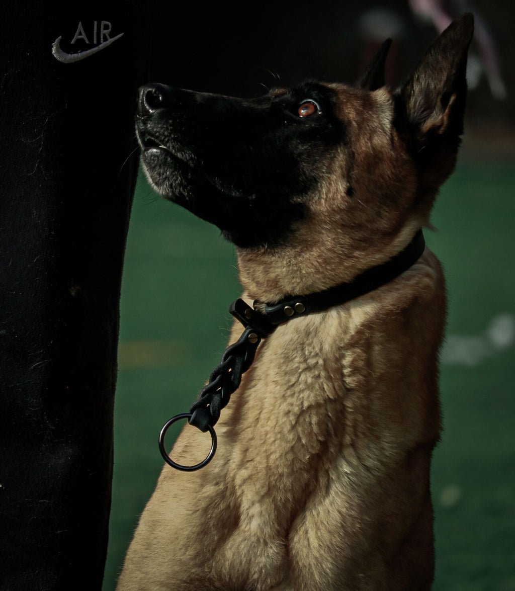 mallinois con el collar Coral 