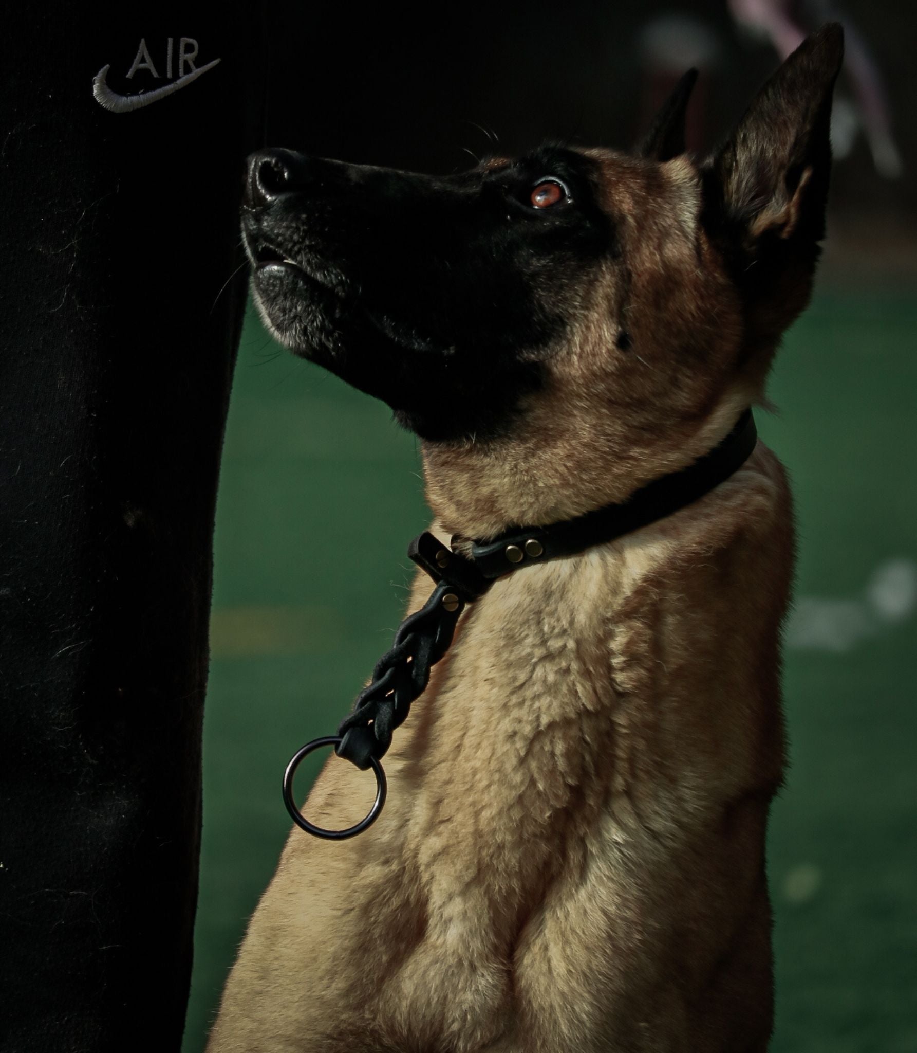 mallinois con el collar Coral 
