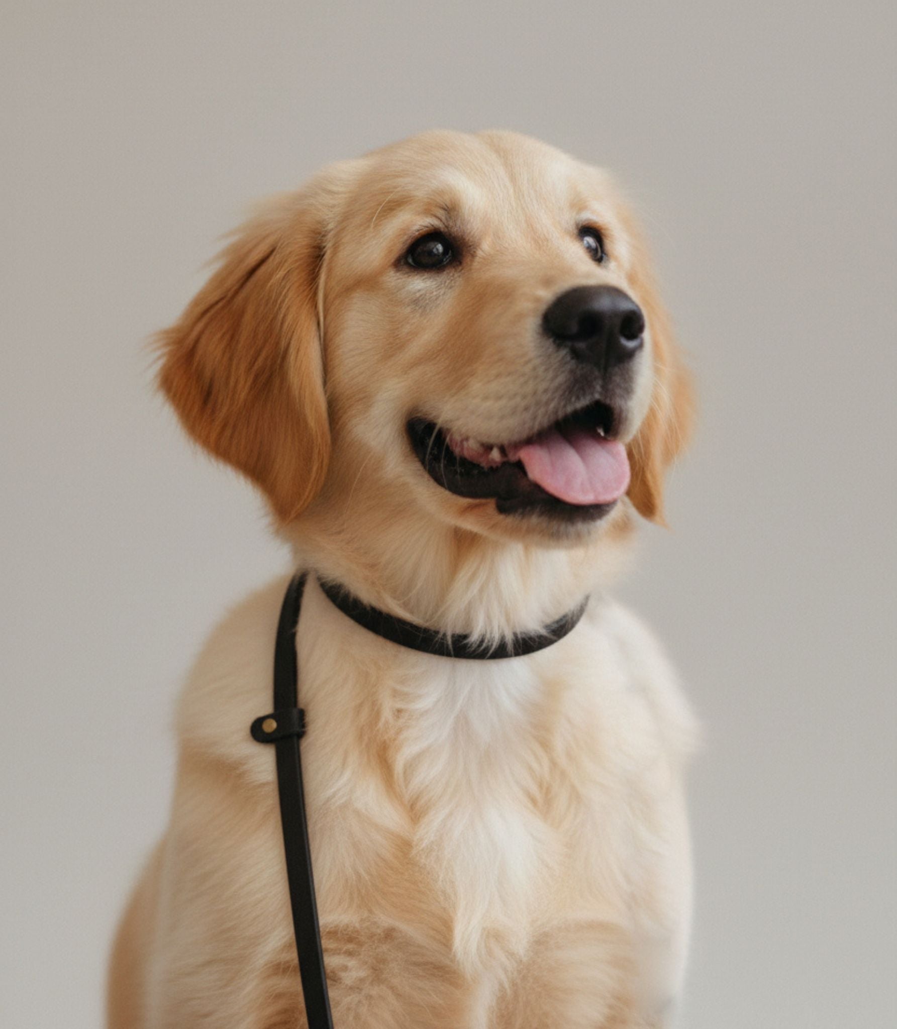 correa para perros puesta en un golden