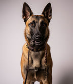 Laisse pour chien Nuvik Dragon