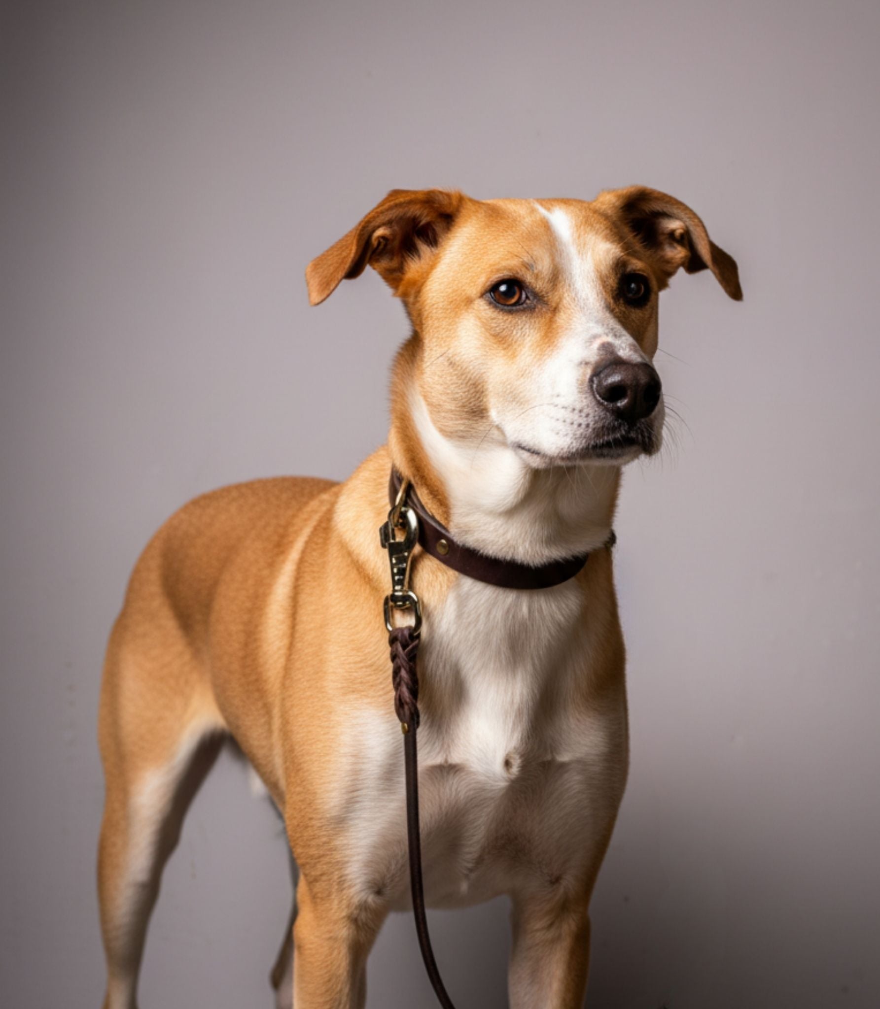 Correa para Perros Nuvik Field