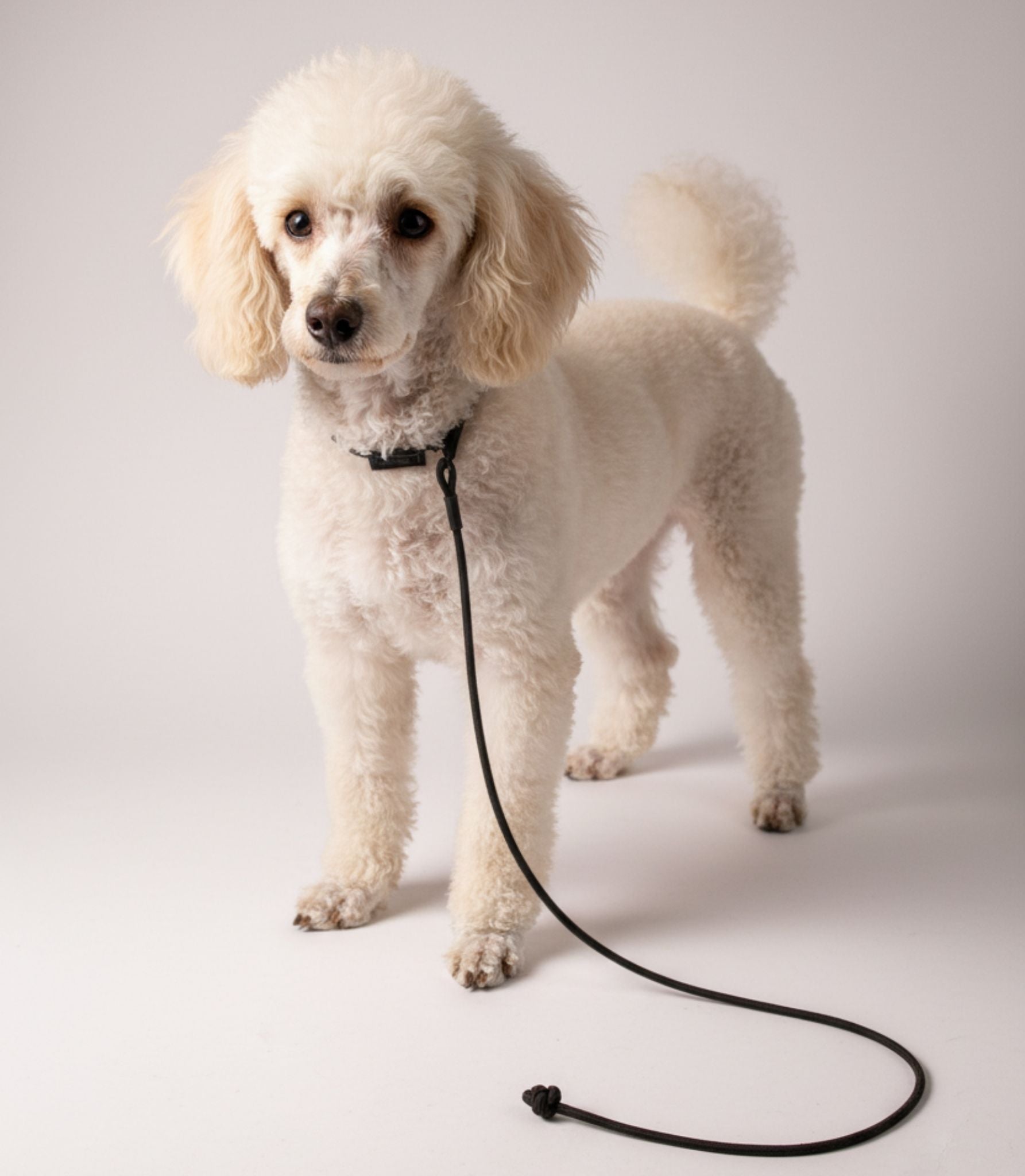 Correa para Perros Nuvik Prestige