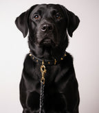 Correa de adiestramiento para Perros K9