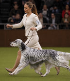Correa para Perros Nuvik Elite