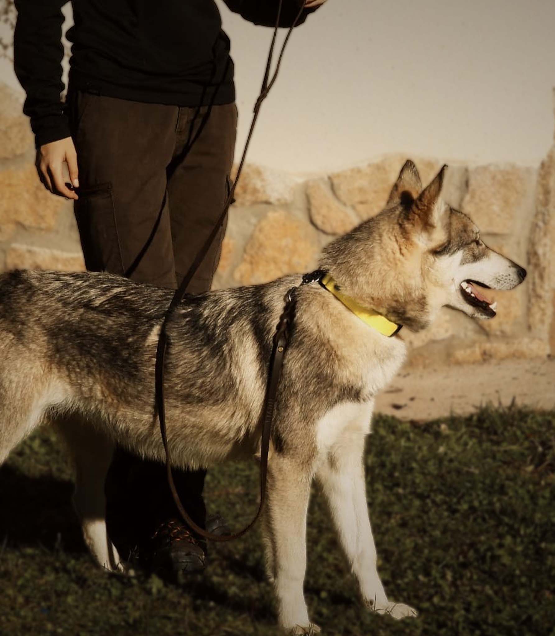 correa de cuero para perro nuvik classic
