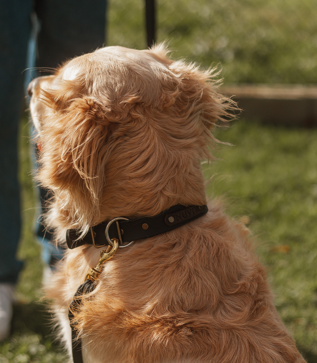 Nuvik Classic Collars