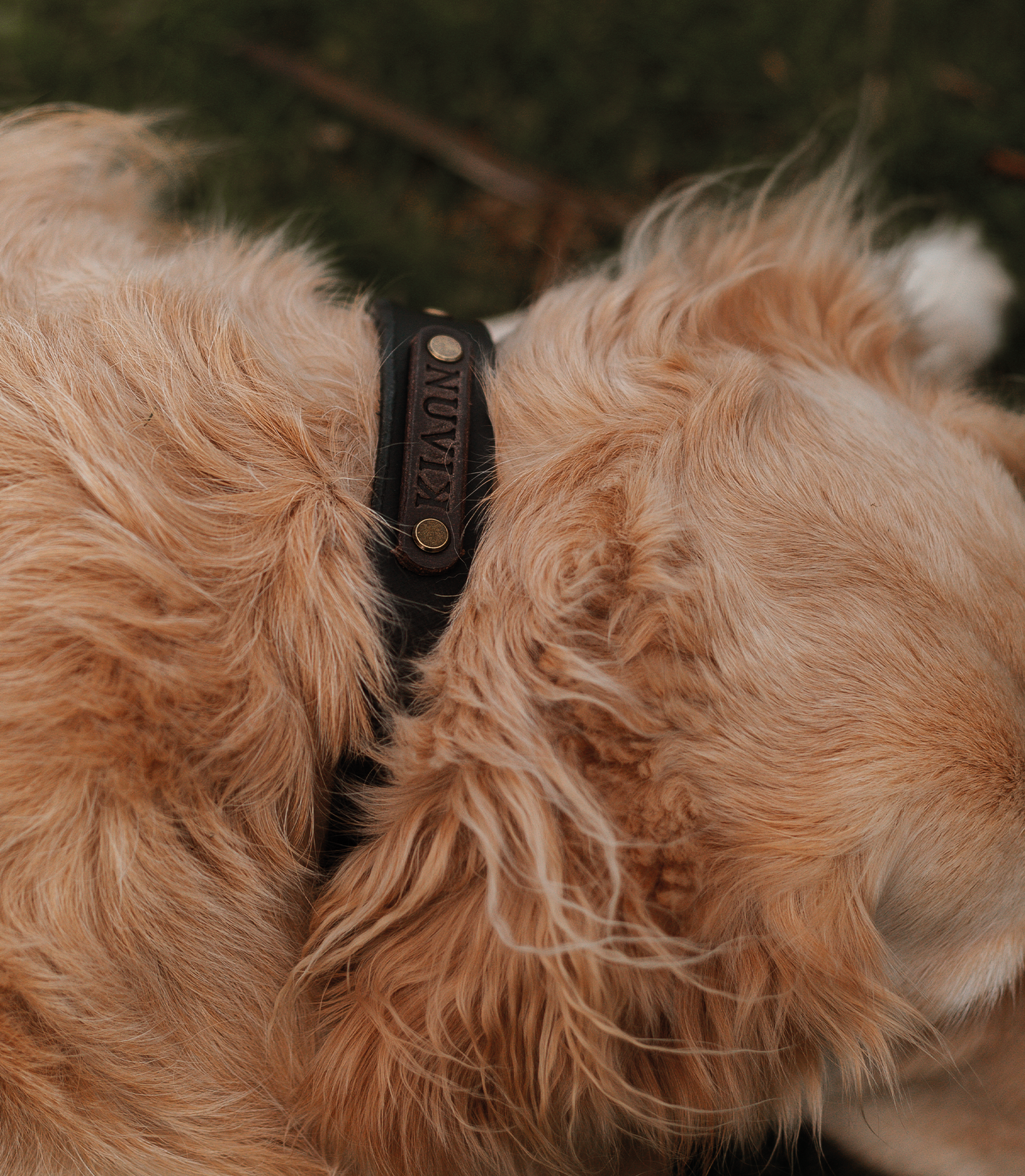 Collar para Perros Nuvik Classic