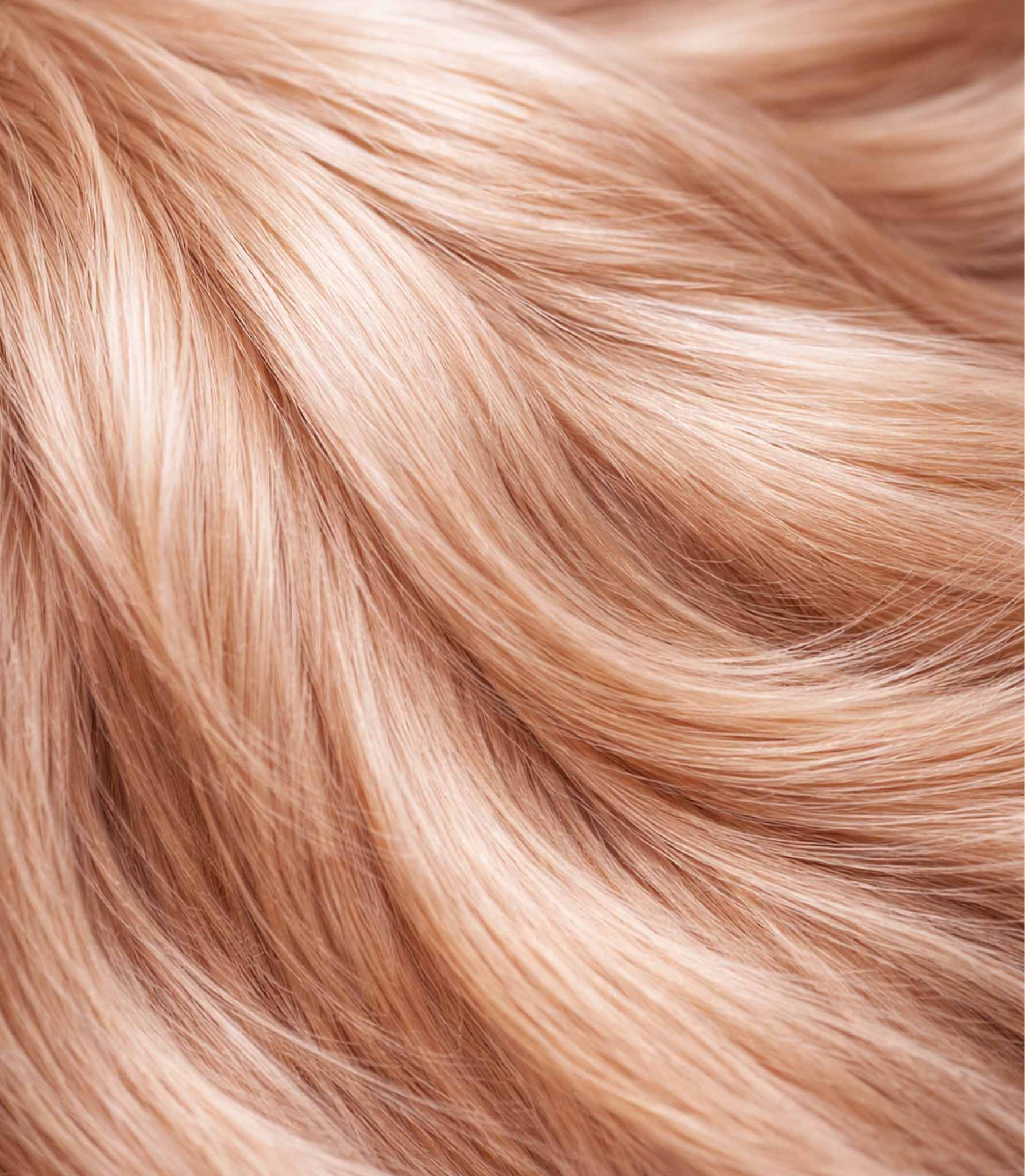 Pelaje de perro brillante por el aceite de salmón para perros