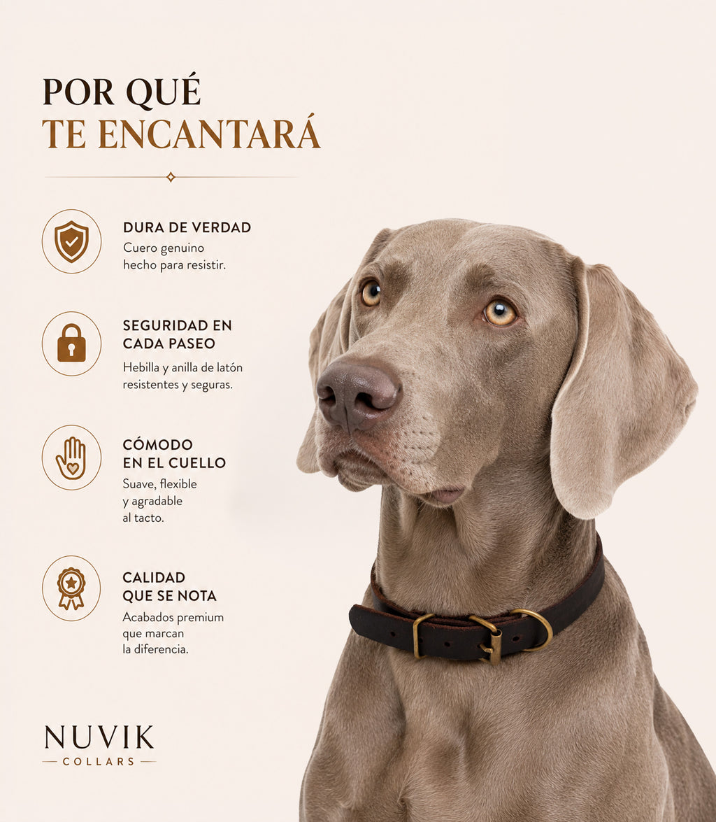 Collar de cuero NUVIK Classic Mini para perros pequeños y cachorros